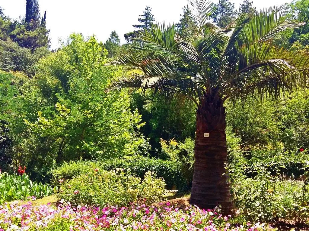 the botanical garden in tbilisi georgia