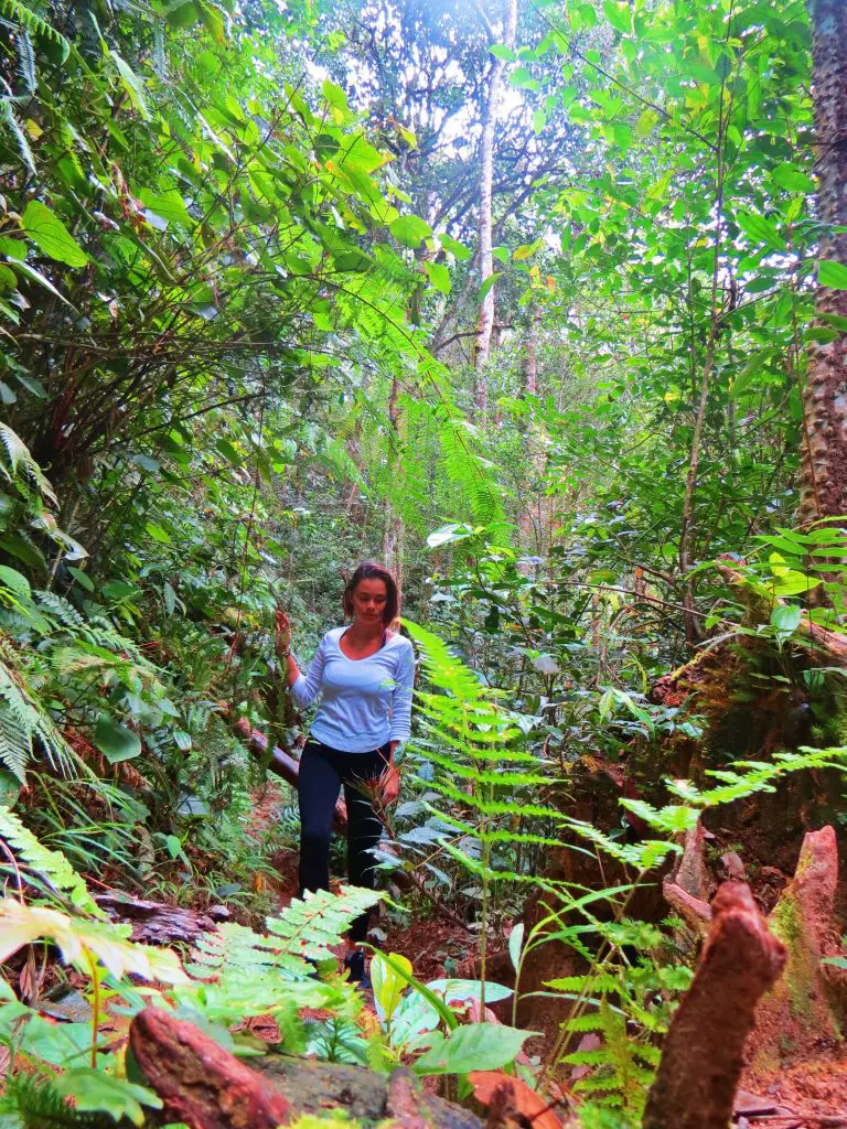 jungle trekking in malaysia