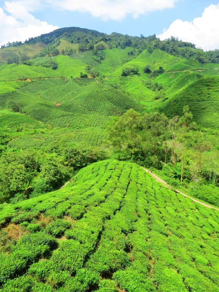 the cameron highlands are one of the best places to visit in malaysia