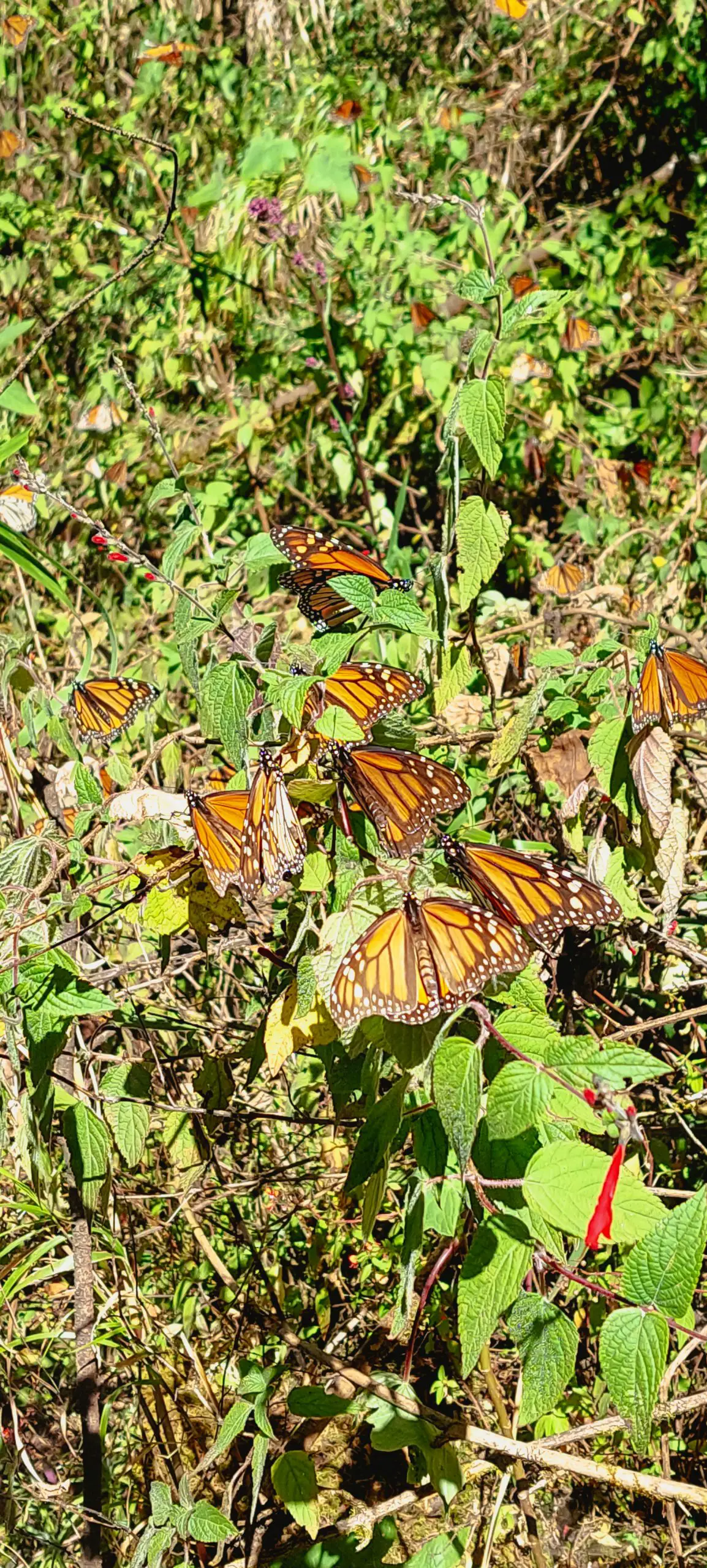 valle de bravo butterfly migration 