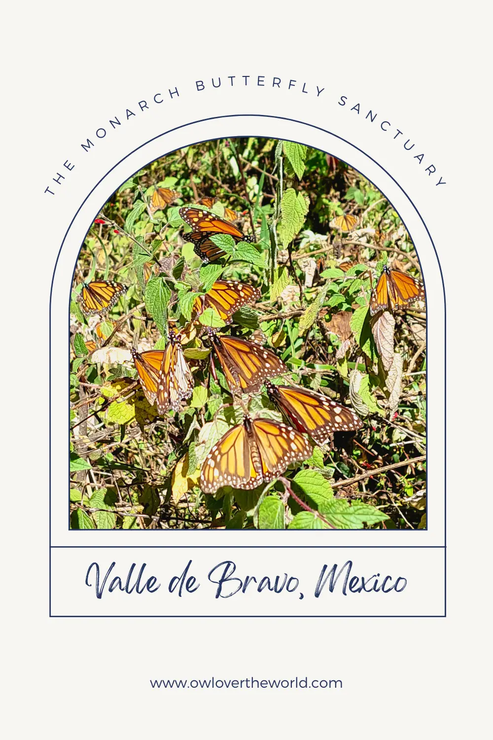 the monarch butterfly migration in mexico