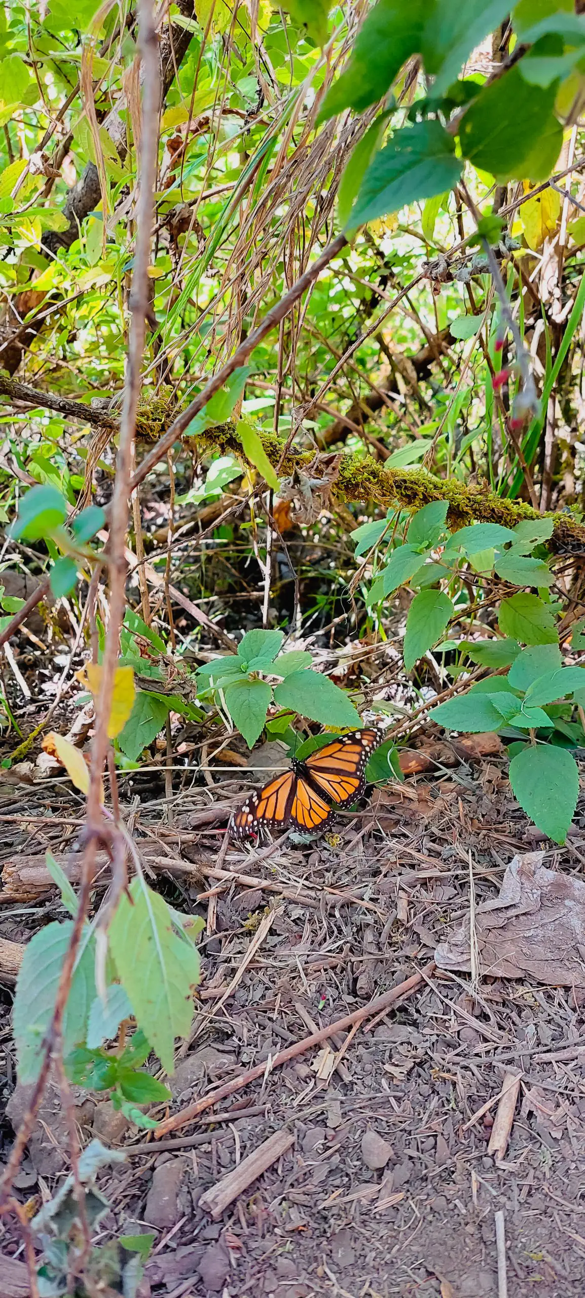 piedra herrada monarch butterfly sanctuary