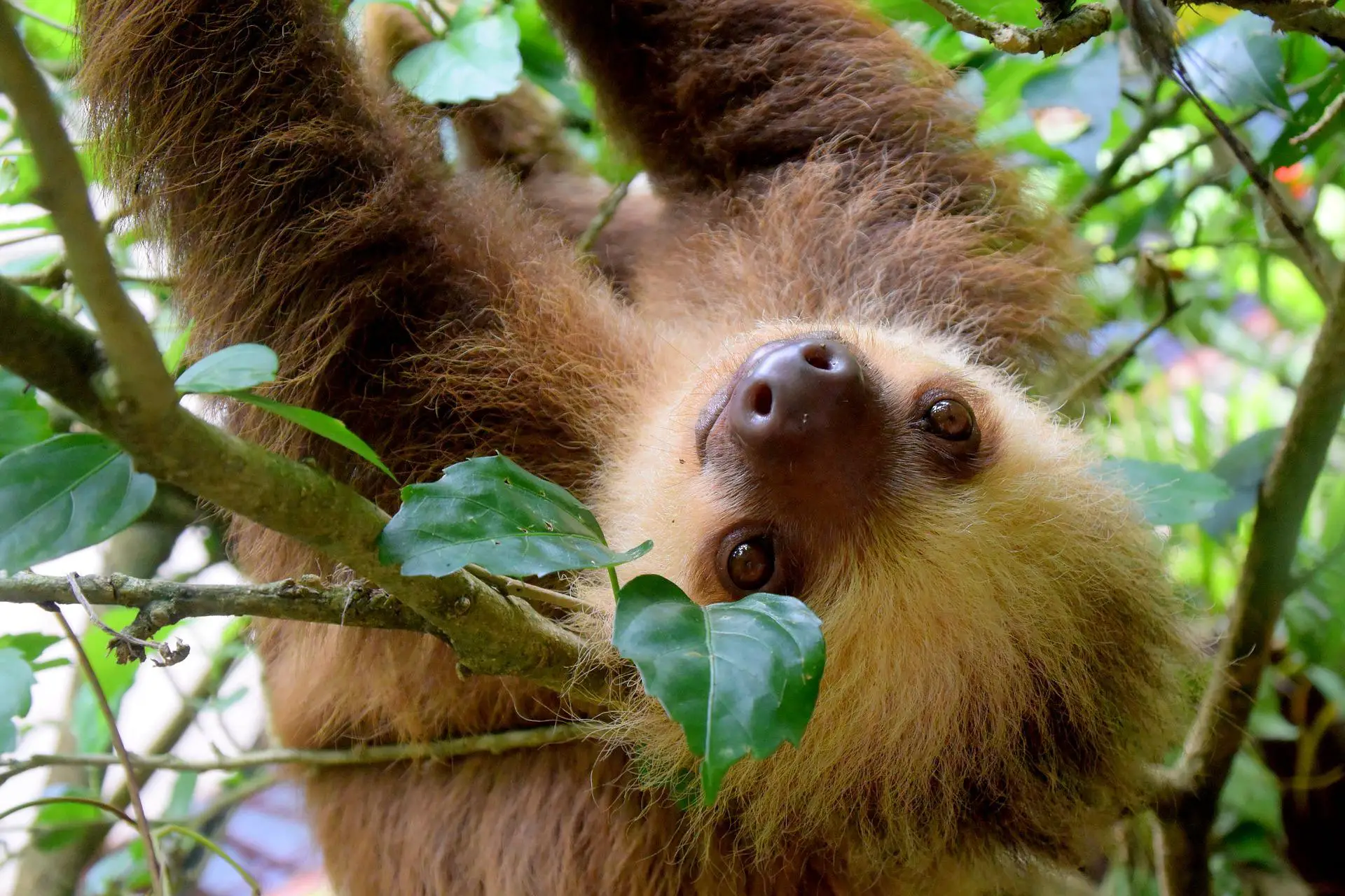 sloths of costa rica