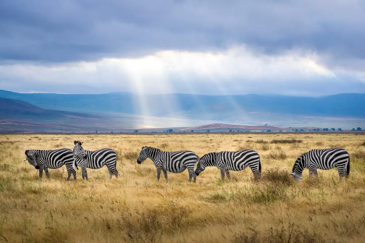 safari in tanzania for travelling friends