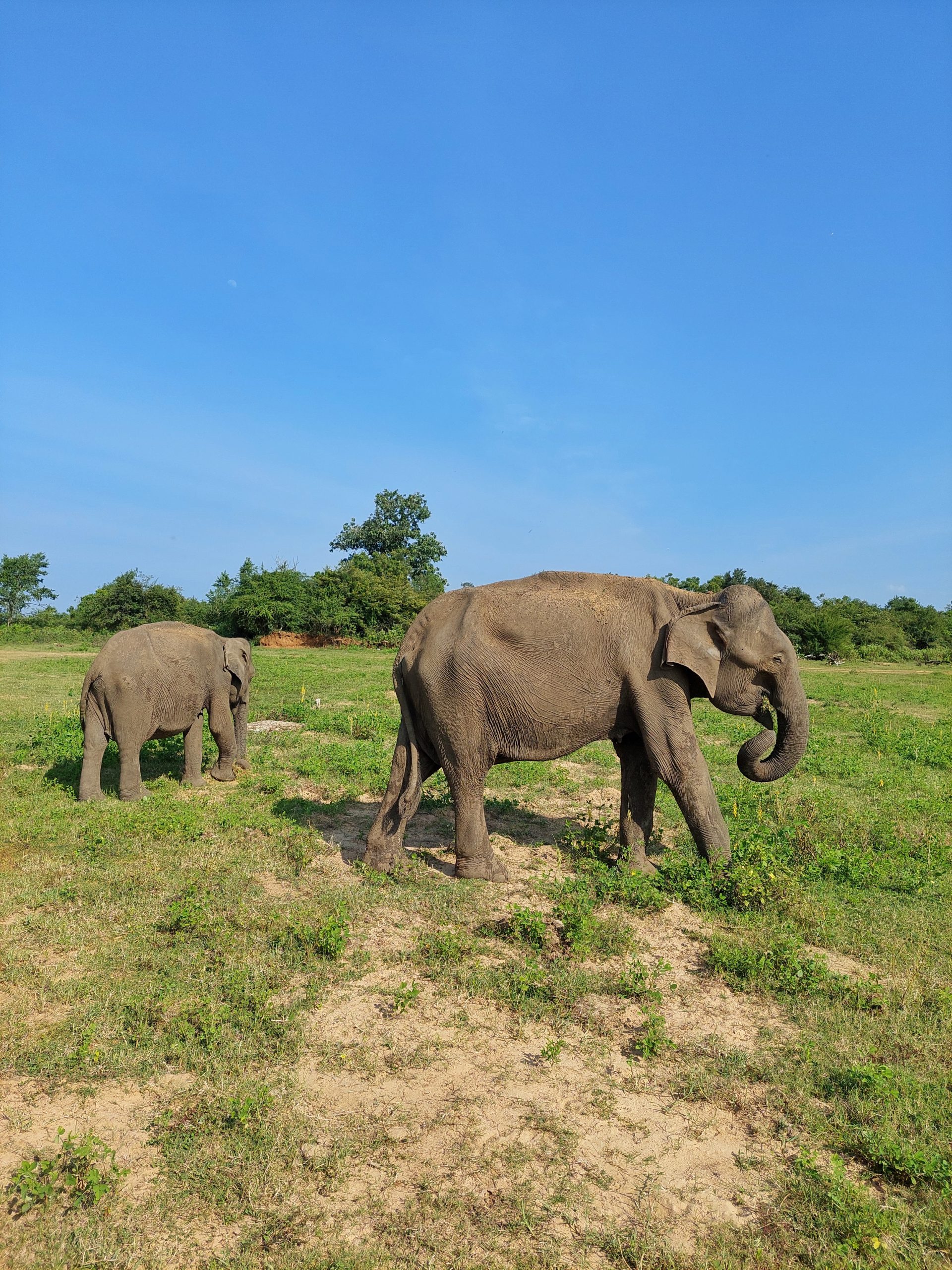 seeing elephants in wild in sri lanka