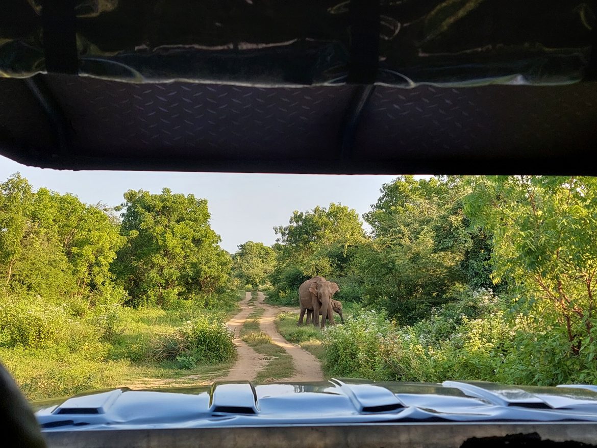 elephant safari in sri lanka